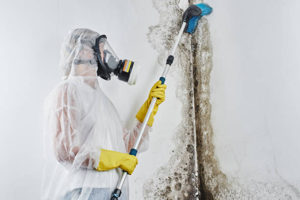 Mold Odor Removal Services in Pratt, KS